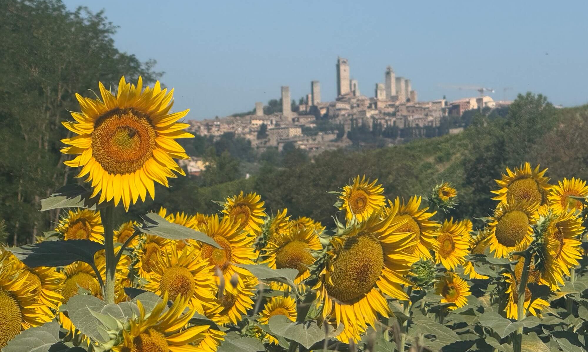 Sunflowers, San Gimignano