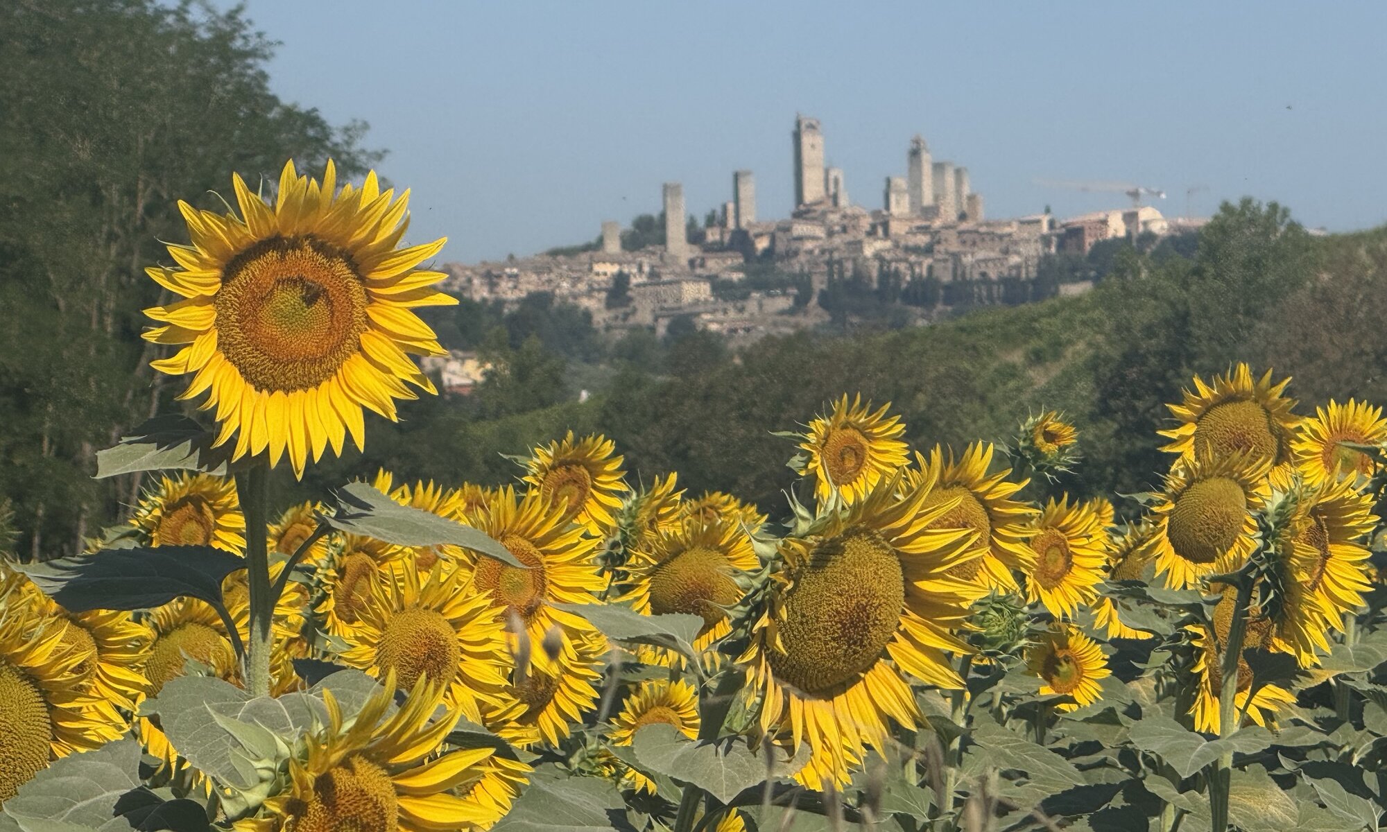 Sunflowers, San Gimignano