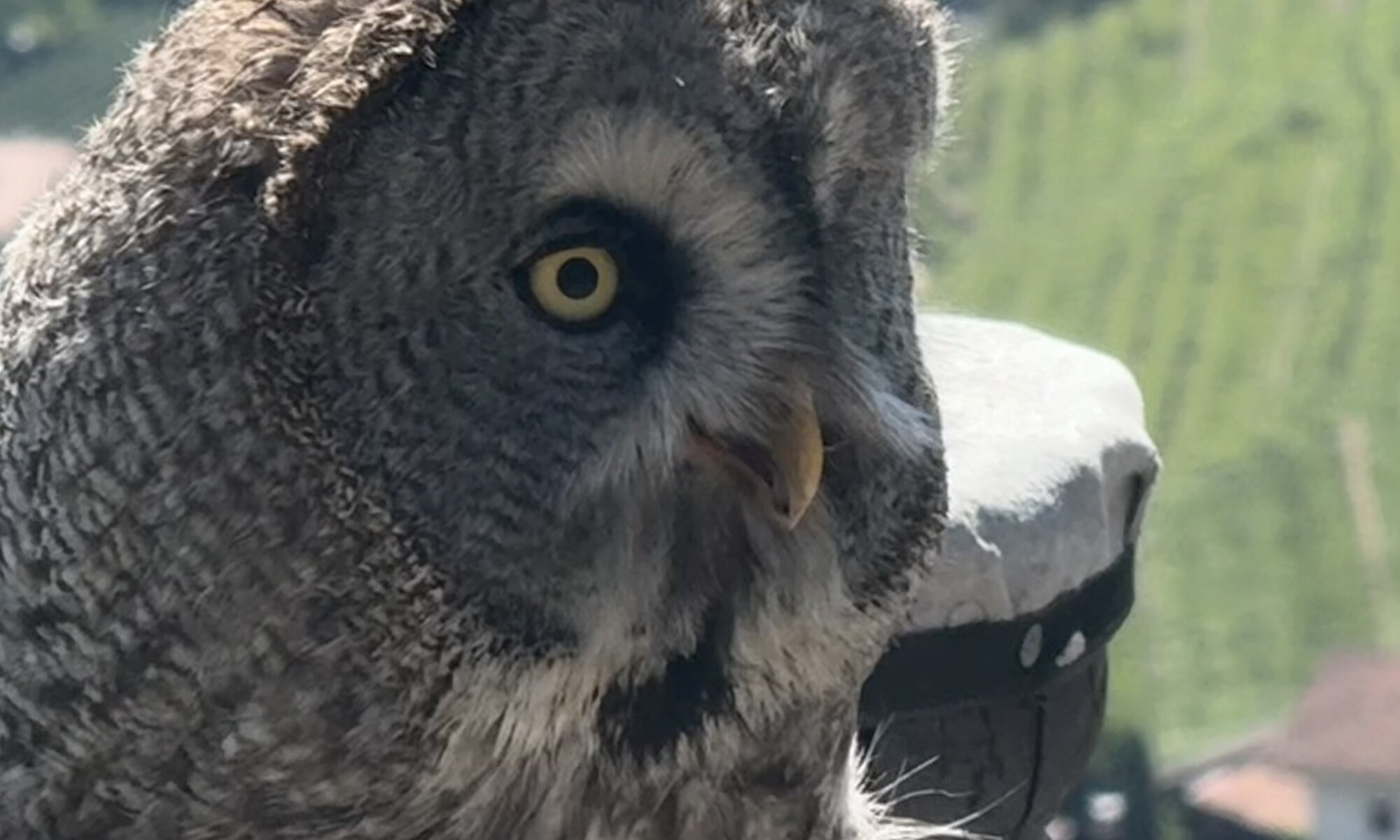 Greifvogelflugschau, Dorf Tirol